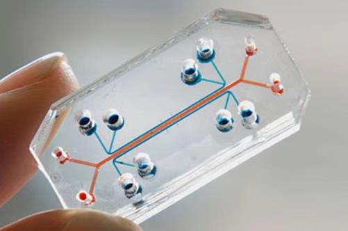 1732605125451546.jpg 器官芯片.jpg